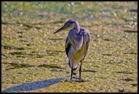 Airone cenerino - Ardea cinerea