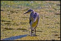 Airone cenerino - Ardea cinerea