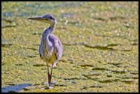 Airone cenerino - Ardea cinerea