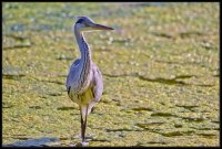 Airone cenerino - Ardea cinerea