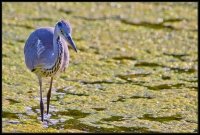 Airone cenerino - Ardea cinerea