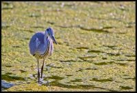 Airone cenerino - Ardea cinerea