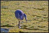 Airone cenerino - Ardea cinerea