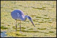 Airone cenerino - Ardea cinerea