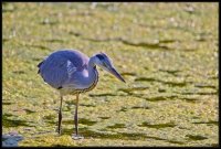 Airone cenerino - Ardea cinerea