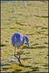 Airone cenerino - Ardea cinerea