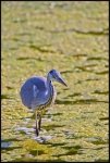 Airone cenerino - Ardea cinerea