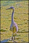 Airone cenerino - Ardea cinerea