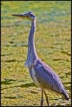 Airone cenerino - Ardea cinerea