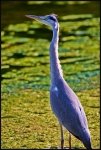 Airone cenerino - Ardea cinerea