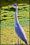 Airone cenerino - Ardea cinerea