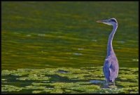 Airone cenerino - Ardea cinerea