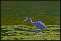 Airone cenerino - Ardea cinerea