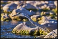 Airone cenerino - Ardea cinerea