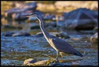 Airone cenerino - Ardea cinerea