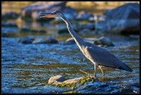 Airone cenerino - Ardea cinerea