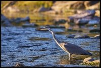 Airone cenerino - Ardea cinerea