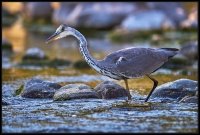 Airone cenerino - Ardea cinerea