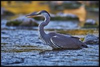 Airone cenerino - Ardea cinerea