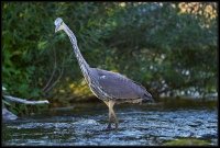 Airone cenerino - Ardea cinerea