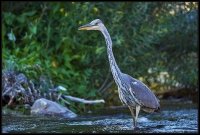 Airone cenerino - Ardea cinerea