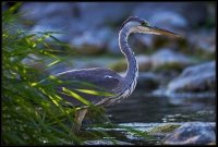 Airone cenerino - Ardea cinerea