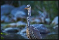 Airone cenerino - Ardea cinerea