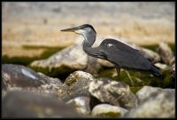 Airone cenerino - Ardea cinerea