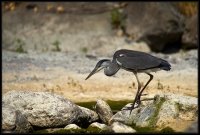 Airone cenerino - Ardea cinerea