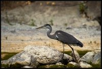 Airone cenerino - Ardea cinerea