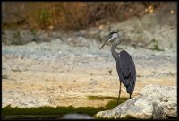 Airone cenerino - Ardea cinerea