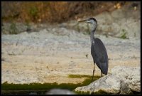 Airone cenerino - Ardea cinerea