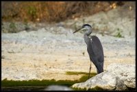 Airone cenerino - Ardea cinerea