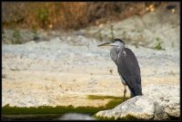 Airone cenerino - Ardea cinerea