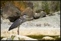 Airone cenerino - Ardea cinerea