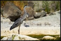 Airone cenerino - Ardea cinerea