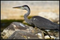 Airone cenerino - Ardea cinerea