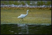 Garzetta - Egretta garzetta