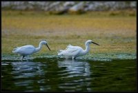 Garzetta - Egretta garzetta