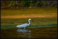 Garzetta - Egretta garzetta