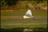 Garzetta - Egretta garzetta