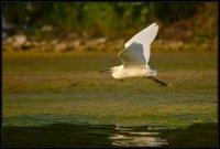 Garzetta - Egretta garzetta