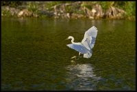 Garzetta - Egretta garzetta