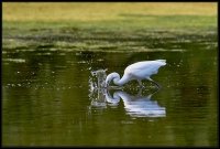 Garzetta - Egretta garzetta