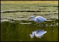 Garzetta - Egretta garzetta