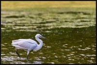 Garzetta - Egretta garzetta