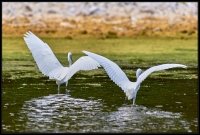 Garzetta - Egretta garzetta