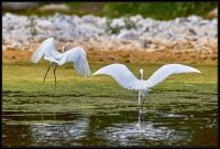 Garzetta - Egretta garzetta