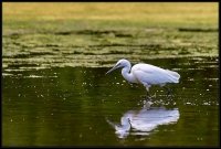 Garzetta - Egretta garzetta