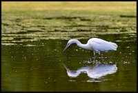 Garzetta - Egretta garzetta